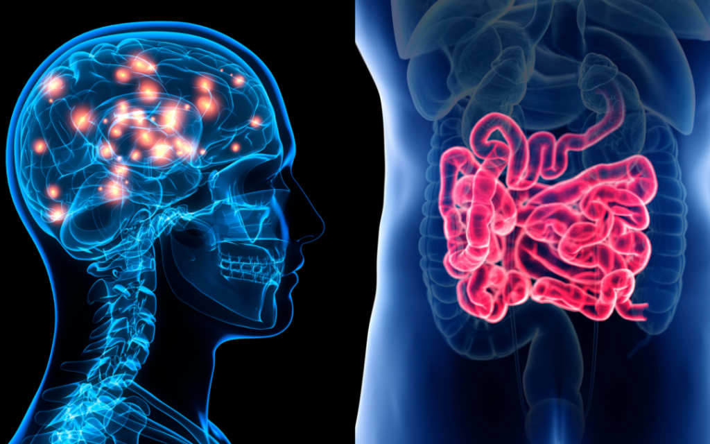 Cervello e intestino illustrazione aree dove interviene la l-glutammina